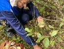 Белых все больше! В каких районах Кировской области уже можно набрать корзинку любимых грибов