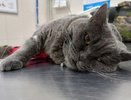 В Кирове спасли кошку из Архангельска