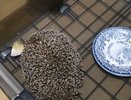 Ежики начали выходить к людям из леса в центр Кирова
