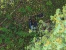 В Кировской области БПЛА спас грибника