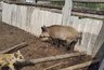 В Кирове обнаружили дикого кабана с подозрением на опасное заболевание