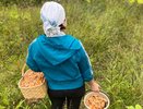 "Нарезал ванну рыжиков": грибники назвали секретные места в кировских лесах