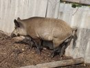 В Кировской области проверили кабана с подозрением на опасную инфекцию