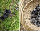 Дорогой европейский деликатес вырос в кировских лесах