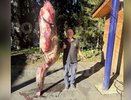 Речного монстра весом за 100 кило вытащил из реки кировчанин