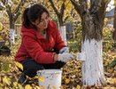 Зачем в деревнях деревья белили не только весной, но и поздней осенью: забытая мудрость предков