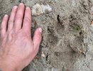 В Кировской области с начала года добыли более 197 волков