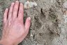 В Кировской области с начала года добыли более 197 волков
