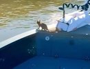 В Кирове бельчонок прокатился на лодке рыбака как заправский пассажир