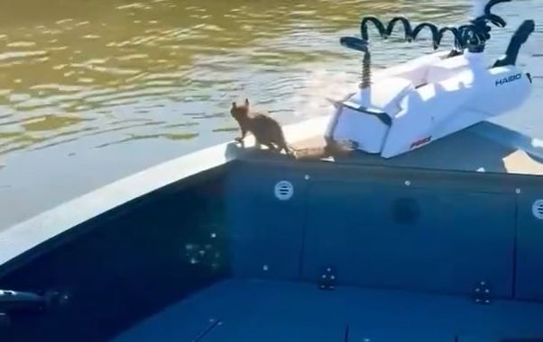 В Кирове бельчонок прокатился на лодке рыбака как заправский пассажир