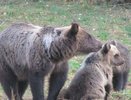 Жесткую причину выхода медведей к людям раскрыли чиновники Кирова