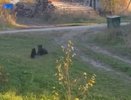 На даче под Кировом медвежонок устроил игры с собакой