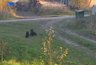 На даче под Кировом медвежонок устроил игры с собакой