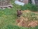 Дикий медвежонок оторвался от мамы и пришел домой к кировчанам