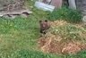 Дикий медвежонок оторвался от мамы и пришел домой к кировчанам