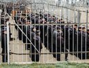 Заключенные беглецы заплатили за свой розыск