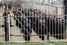 Заключенные беглецы заплатили за свой розыск