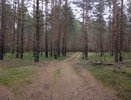 В лесу нашли истощенного жителя Кировской области, который ушел из дома и пропал