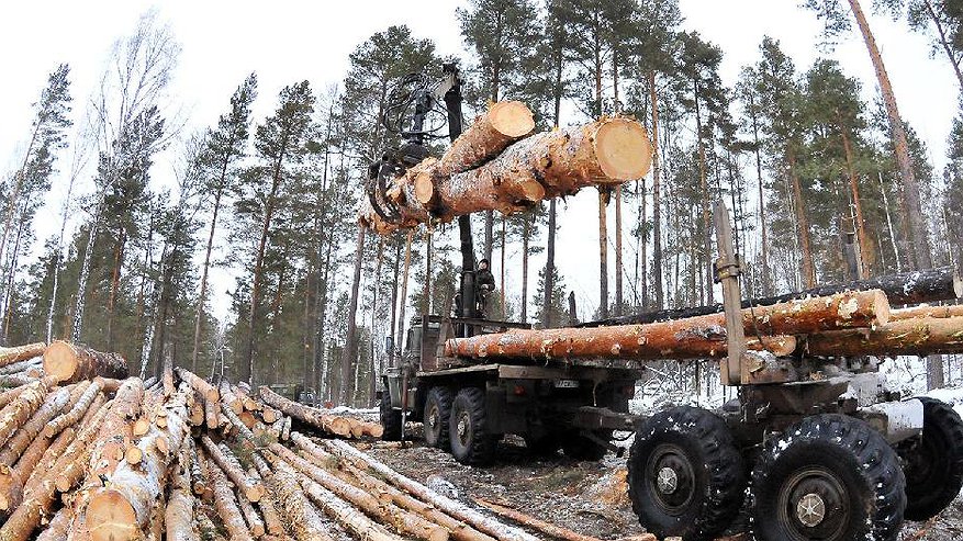 Главная картинка новости: В Афанасьевском районе вырубили незаконно лес на миллион рублей