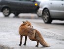 В Вятских Полянах лисы нападают на животных и детей: планируется ввод карантина