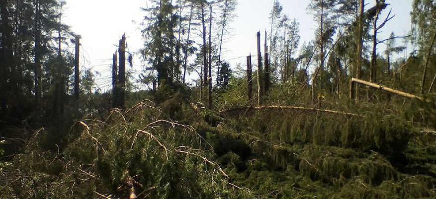 Видео: в Кировской области от мощного урагана повалены деревья в лесу
