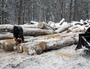 Кировский фанерный комбинат рубил деревья где попало