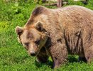 В Кировской области медведь задрал мужчину и съел возле берлоги