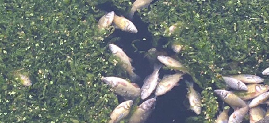 «Сотни мертвых карасей всплыли на поверхность»: в кировской речке заметили массовый мор