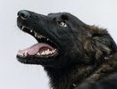 В Зуевском районе объявлен карантин из-за бешенства