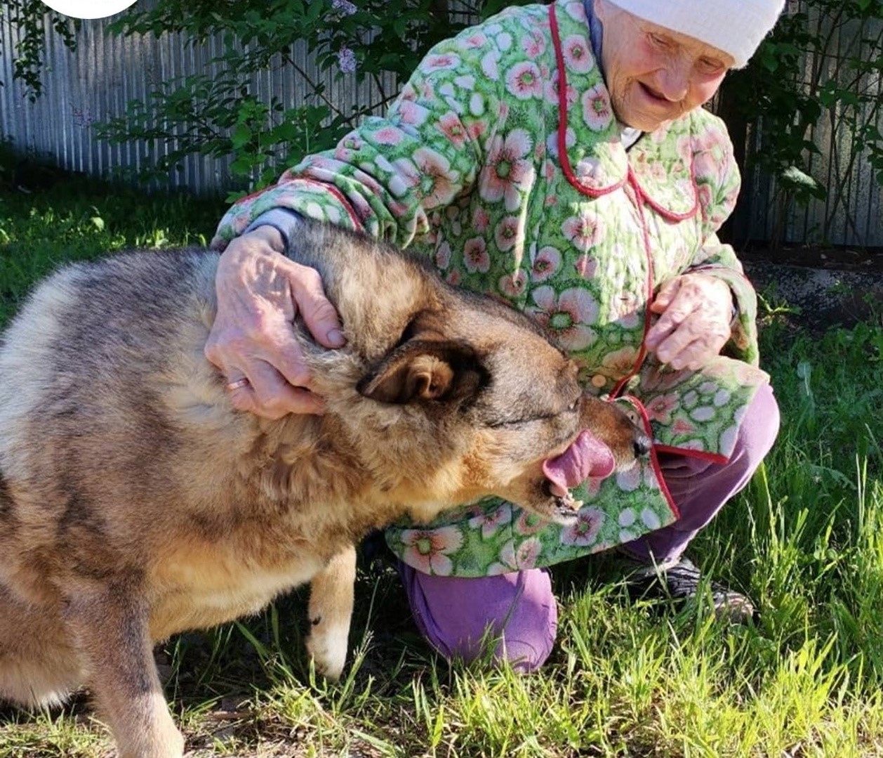 волосатая бабушка с собакой фото 48