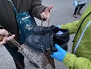 В Кирове неравнодушные жители кормят бездомных и раздают им теплые вещи