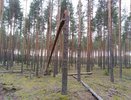 В Кировской области запретили ходить в лес