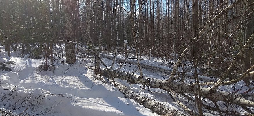 В Омутнинском районе вальщик леса признан виновным в смерти рабочего