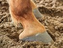 17-летней кировчанке пришлось удалять селезёнку после катания на лошади