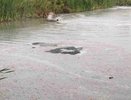 Предприятие в Кировской области загрязняет реку: от помутневшей воды идет неприятный запах
