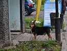 В Кировской области 13-летний подросток стал жертвой укуса собаки