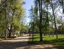 Власти Кирова пообещали решить проблему с уничтожением деревьев