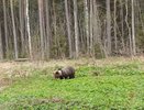 Житель Кировской области столкнулся с медведем, не заметив его в темноте
