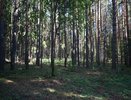 Жительница Кировской области ушла по старой лесной дороге и пропала