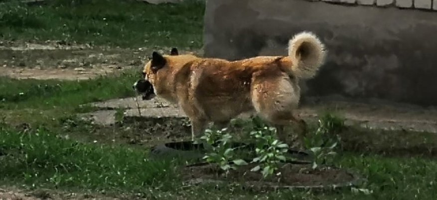 В Демьяново бездомная собака напала на ребенка рядом со школой