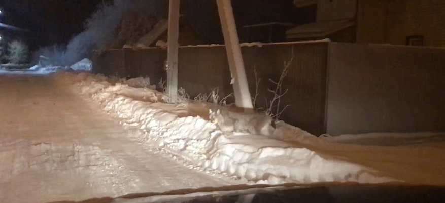 В одном из районов Кирова очевидец заснял на видео рысь