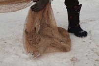В одном из поселков Кировской области поймали рысь