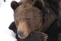 В Кировской области застрелили медведя-шатуна, который держал в страхе местных