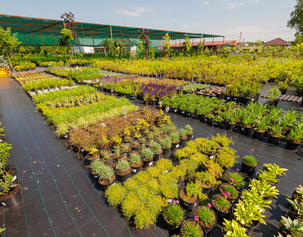 Питомники голландии