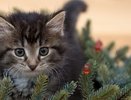 Новогодние каникулы в России могут продлиться до 10 января