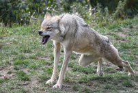 Специалисты рассказали, где в Кировской области больше шансов повстречаться с волками