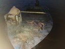 За 12 рыбин кировчанину грозит до 2 лет тюрьмы