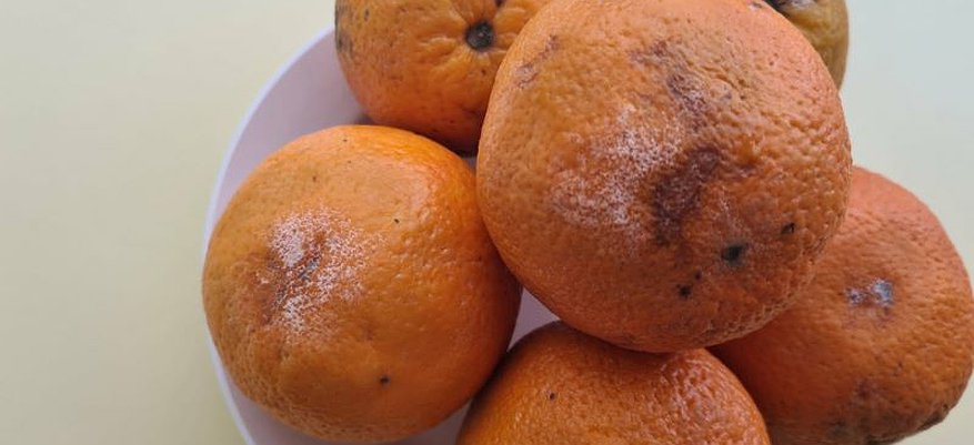 Кировских школьников собрались кормить апельсинами с плесенью: очередной скандал