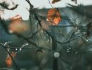 Кировчанам пообещали дождливые выходные
