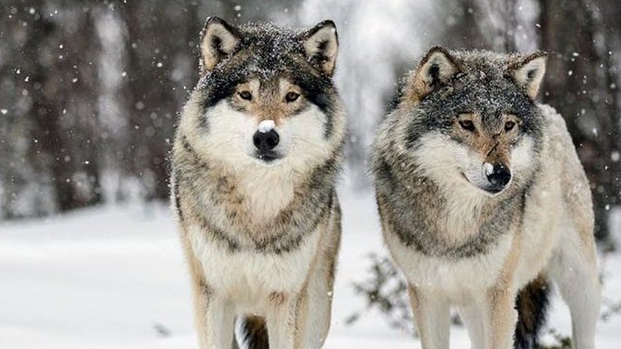 Главная картинка новости: Волчья угроза: жители Кировской области жалуются в прокуратуру